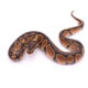 Africa import dinker ball python for sale