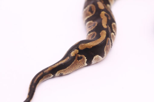 Africa import dinker ball python for sale