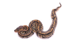 Africa import dinker ball python for sale