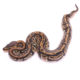 Africa import dinker ball python for sale