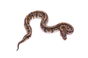 Africa import dinker ball python for sale