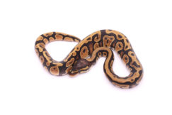 Africa import dinker ball python for sale