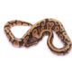 Africa import dinker ball python for sale