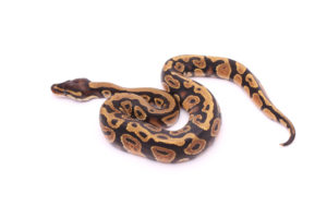 Africa import dinker ball python for sale
