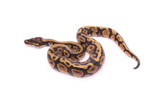 Africa import dinker ball python for sale