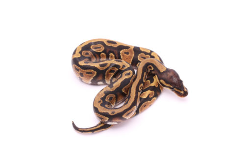 Africa import dinker ball python for sale