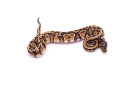 Africa import dinker ball python for sale