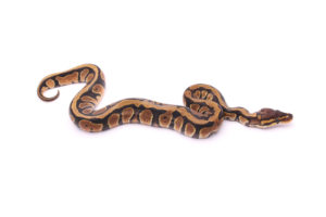 Africa import dinker ball python for sale