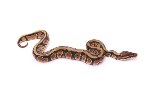 Africa import dinker ball python for sale