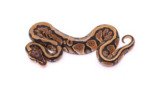 Africa import dinker ball python for sale