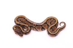 Africa import dinker ball python for sale