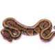 Africa import dinker ball python for sale