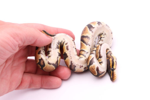 Africa import dinker ball python for sale
