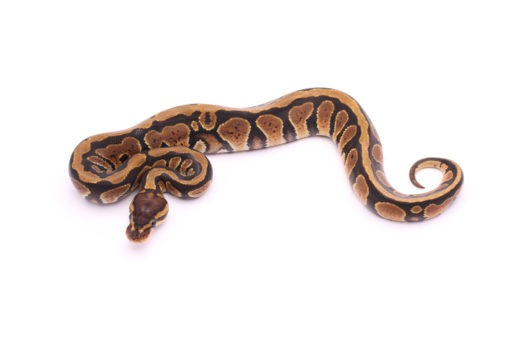 Africa import dinker ball python for sale