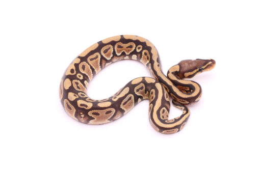 Africa import dinker ball python for sale