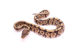 Africa import dinker ball python for sale