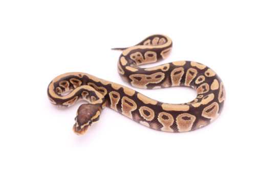 Africa import dinker ball python for sale