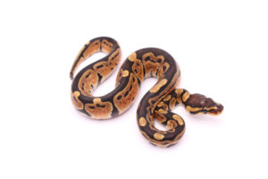 Africa import dinker ball python for sale
