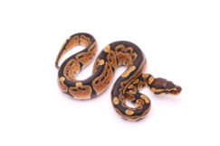 Africa import dinker ball python for sale
