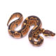 Africa import dinker ball python for sale