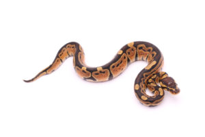 Africa import dinker ball python for sale