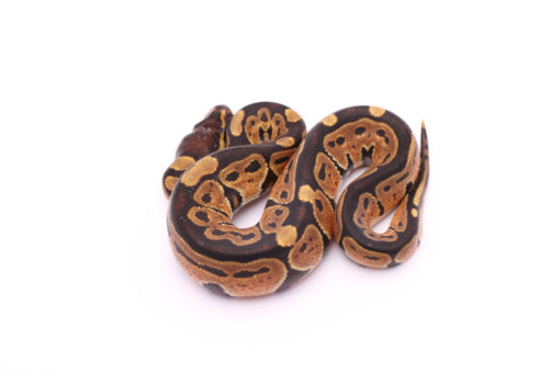 Africa import dinker ball python for sale