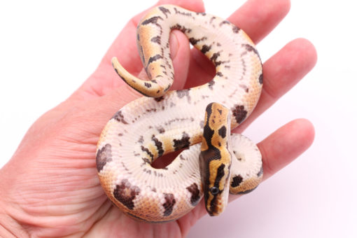 Africa import dinker ball python for sale