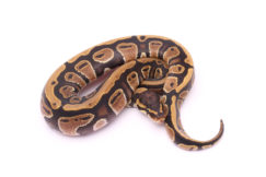Africa import dinker ball python for sale