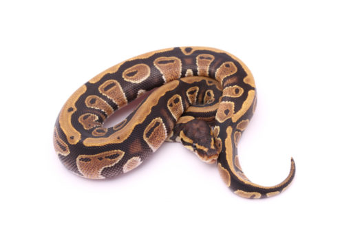 Africa import dinker ball python for sale