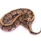 Africa import dinker ball python for sale