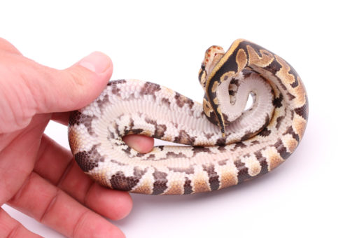 Africa import dinker ball python for sale