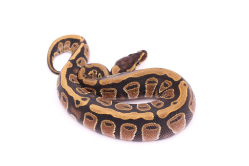 Africa import dinker ball python for sale