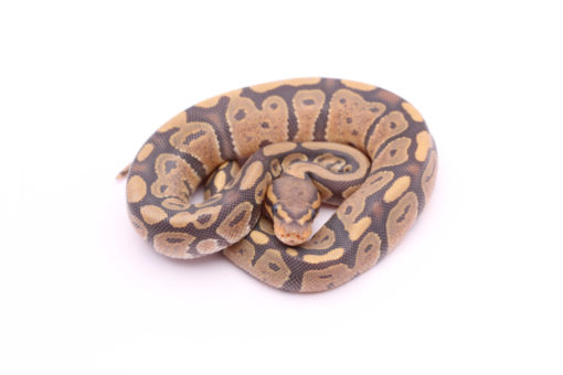 Africa import dinker ball python for sale
