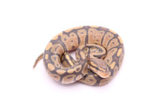 Africa import dinker ball python for sale