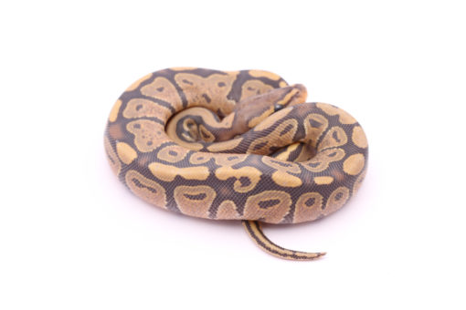 Africa import dinker ball python for sale