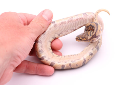 Africa import dinker ball python for sale