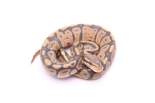 Africa import dinker ball python for sale