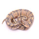 Africa import dinker ball python for sale