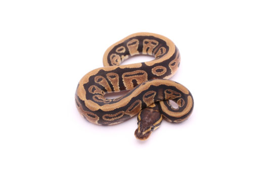 Africa import dinker ball python for sale