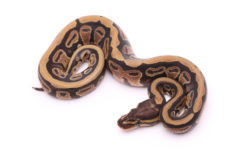 Africa import dinker ball python for sale