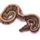 Africa import dinker ball python for sale