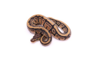 Africa import dinker ball python for sale