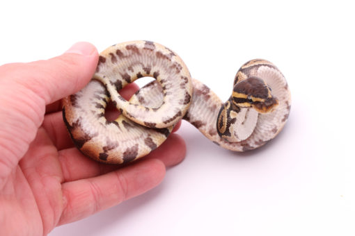 Africa import dinker ball python for sale