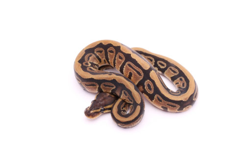 Africa import dinker ball python for sale