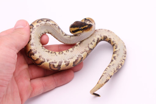 Africa import dinker ball python for sale