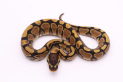 Africa import dinker ball python for sale