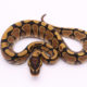 Africa import dinker ball python for sale