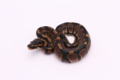 Africa import dinker ball python for sale