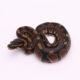Africa import dinker ball python for sale