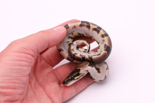 Africa import dinker ball python for sale